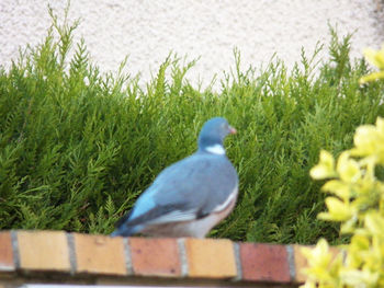 Close-up of pigeon perching on grass