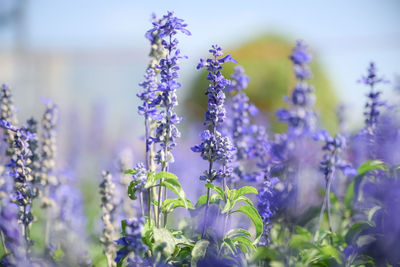 Close-up of purple flowering plants on field