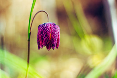 Close-up of purple flowering plant