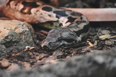 Close-up of lizard on rock