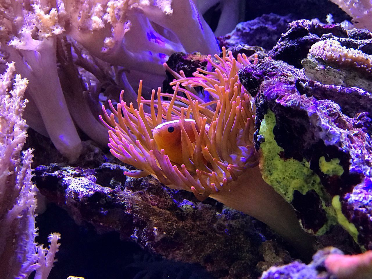 CLOSE-UP OF CORAL UNDERWATER