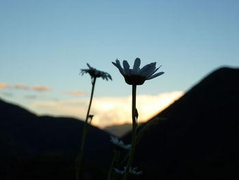 Close-up of silhouette plant against clear sky