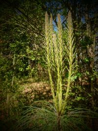 Close-up of plants growing on field