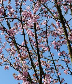 Low angle view of flowering tree against sky