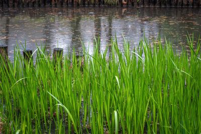 Plants growing in lake