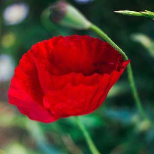 Close-up of red poppy tulip