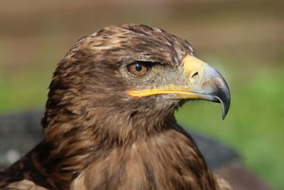 Close-up of eagle