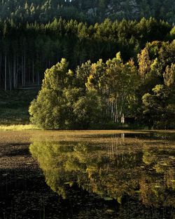 Reflection of trees on calm lake in forest