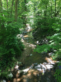 Stream flowing through forest