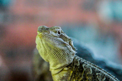 Close-up of lizard