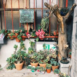 Potted plants hanging outside house