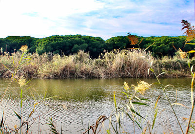 Plants by lake against sky