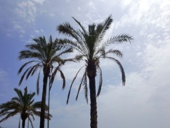 Palm trees against sky