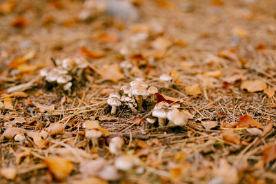 Close-up of mushroom on field