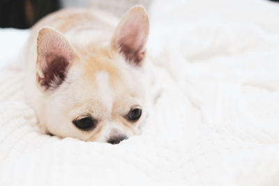 Close-up of a dog lying down on bed