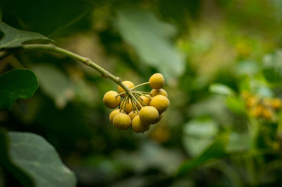 Close-up of fruit on plant