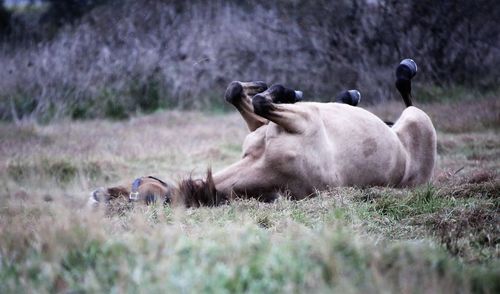 Horses in the field