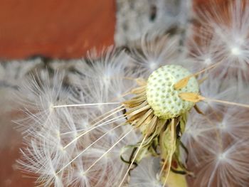 Close-up of dandelion flower