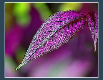 Close-up of purple flowers