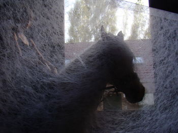 Close-up of cat