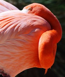 Close-up of flamingo