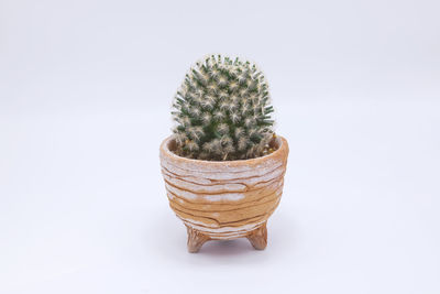 Close-up of cactus plant against white background