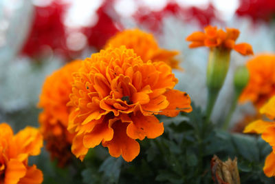 Close-up of orange flowers