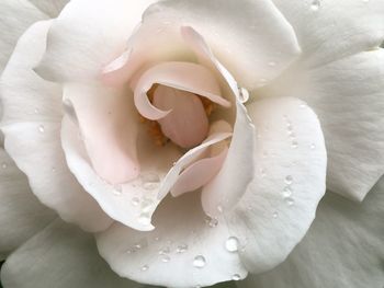 Close-up of wet white rose