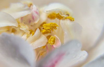 Close-up of white rose flower