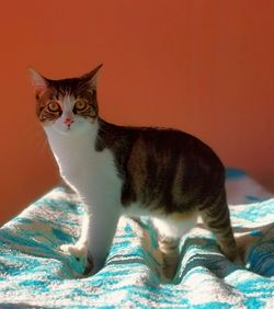 Cat looking away while sitting on bed at home