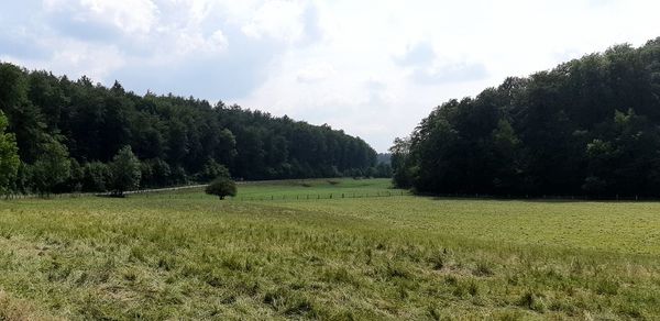 Panoramic shot of trees on field against sky