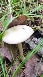 Close-up of mushrooms growing on field