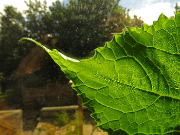 Close-up of water drops on leaf