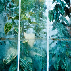 Close-up of turtle in aquarium