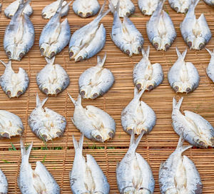 High angle view of white birds