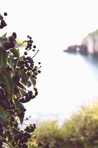 Low angle view of berries on tree against clear sky