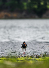 Oystercatcher bird by a lake