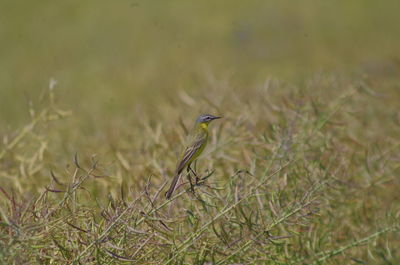 Bird perching on grass