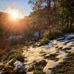 Sunlight streaming through trees in forest during sunset