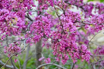 Close-up of pink cherry blossoms in spring