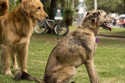 Close-up of dogs sitting on grass