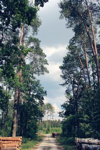 Footpath amidst trees in forest against sky