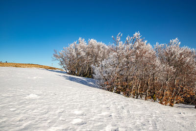Snow covered plants against clear blue sky