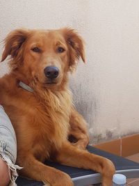 Portrait of golden retriever