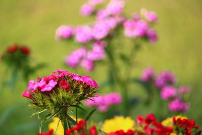 Close-up of pink flowering plant