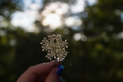 Close-up of hand holding plant