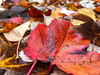Close-up of dry maple leaves on field