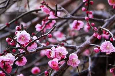 Low angle view of pink flowers on branch