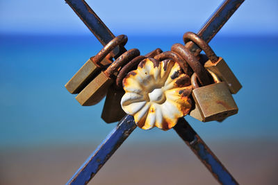 Close-up of flower against blue sky