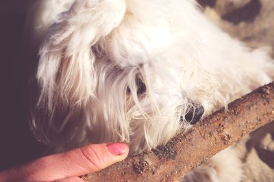 Close-up of a dog